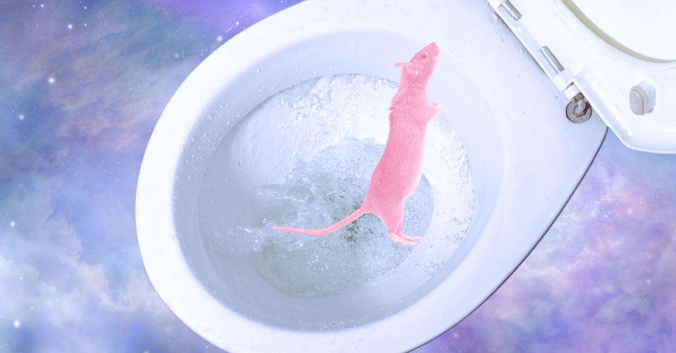 Toilet Angel: My transcendental experience with a sewer rat